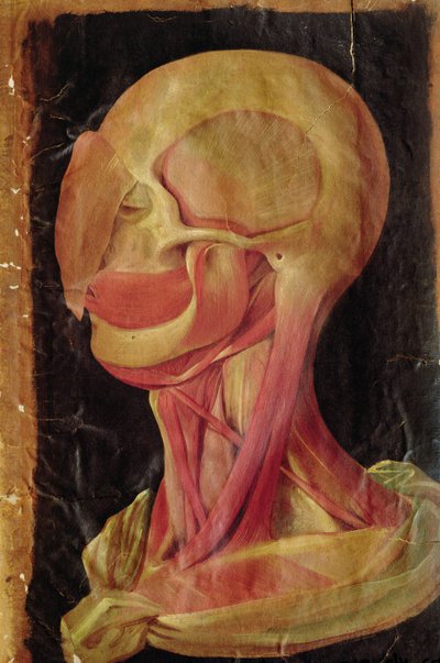 Anatomical Drawing of the Human Head by Hieronymus Fabricius ab Aquapendente